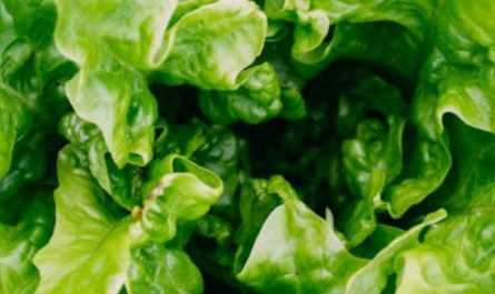 28 significados simbólicos de sonhar com alface