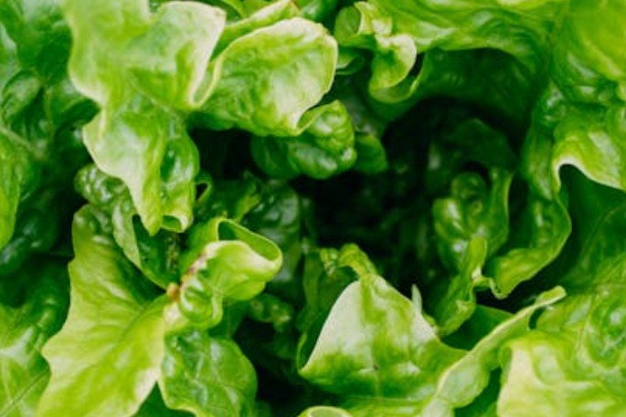 28 significados simbólicos de sonhar com alface