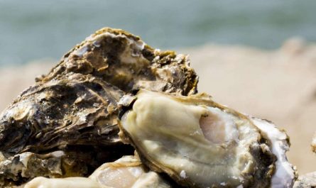 46 significados simbólicos de sonhar com ostras