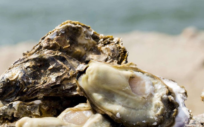 46 significados simbólicos de sonhar com ostras