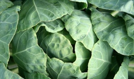 55 significados simbólicos de sonhar com couve