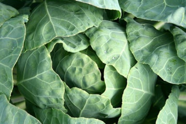 55 significados simbólicos de sonhar com couve