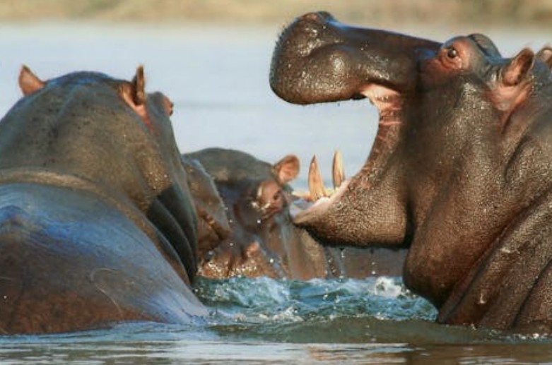 31 Significados Simbólicos de Sonhar com Hipopótamos