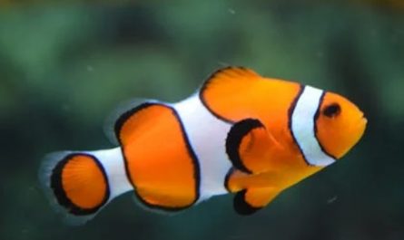 32 Significados Simbólicos de Sonhar com um Aquário