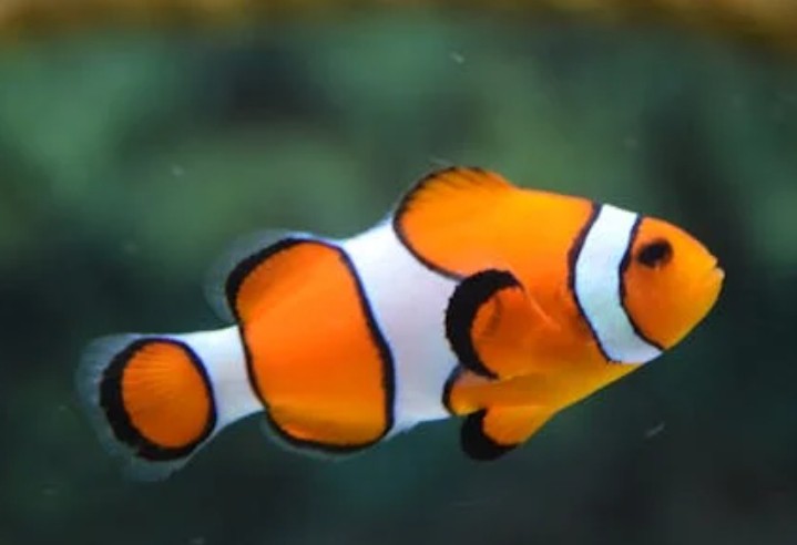 32 Significados Simbólicos de Sonhar com um Aquário