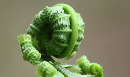 30 Significados Simbólicos de Sonhar com Fetos