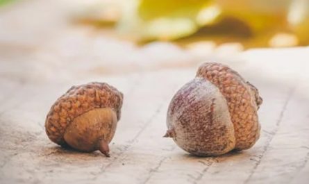 43 Significados Simbólicos de Sonhar com Bolotas