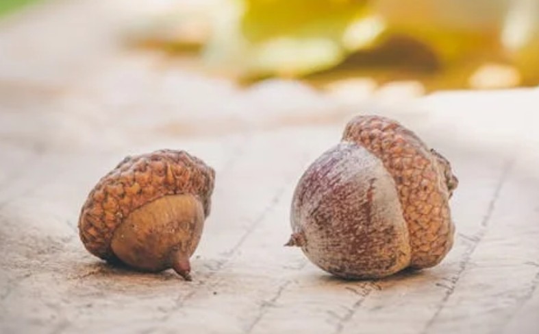 43 Significados Simbólicos de Sonhar com Bolotas