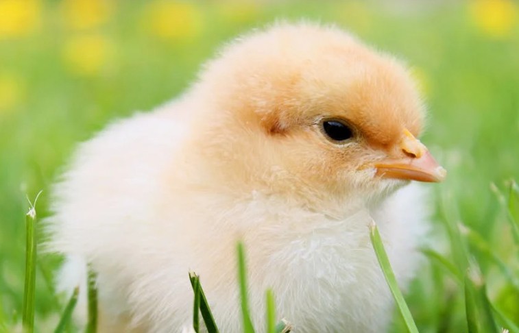 30 Significados Simbólicos de Sonhar com Pintinhos