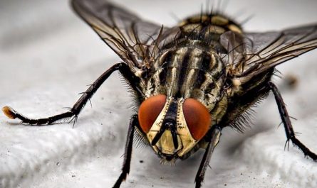 24 Significados Simbólicos de Sonhar com Moscas