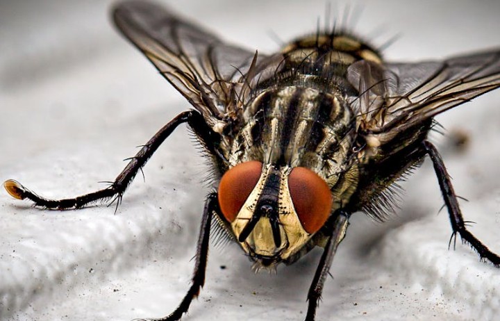 24 Significados Simbólicos de Sonhar com Moscas