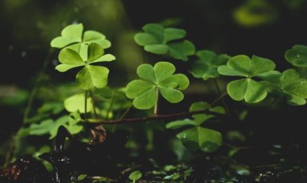 43 Significados Simbólicos de Sonhar com um Trevo de Quatro Folhas