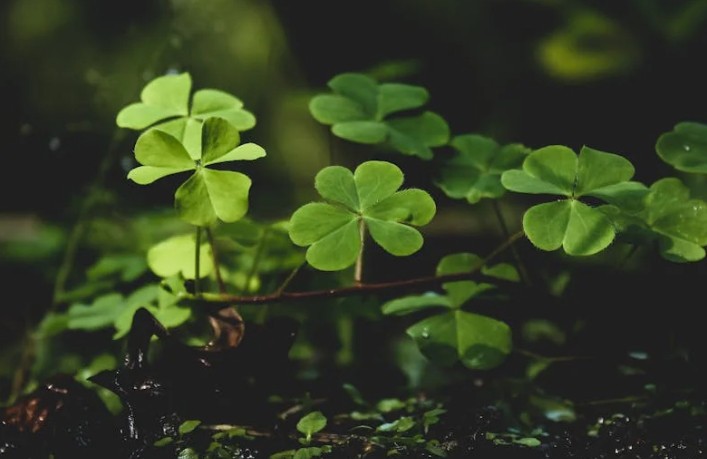 43 Significados Simbólicos de Sonhar com um Trevo de Quatro Folhas