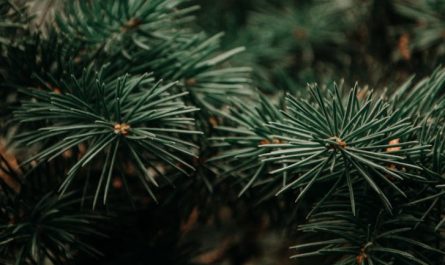 49 Significados de Sonhar com Pinheiros