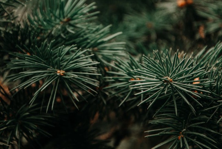 49 Significados de Sonhar com Pinheiros