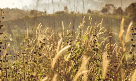 35 Significados de Sonhar com Ervas Daninhas