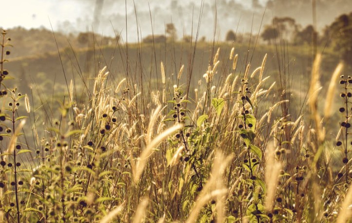 35 Significados de Sonhar com Ervas Daninhas