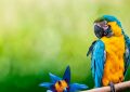 20 Significados de Sonhar com Papagaios