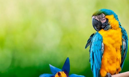 20 Significados de Sonhar com Papagaios