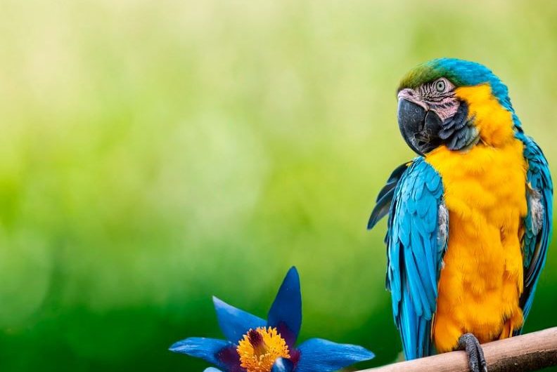 20 Significados de Sonhar com Papagaios