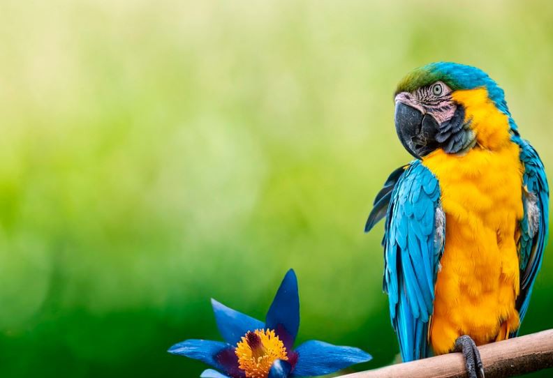 20 Significados de Sonhar com Papagaios