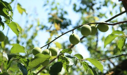 9 Significados de Sonhar com Ameixas