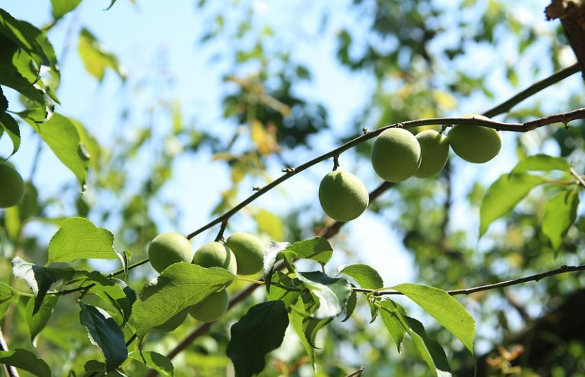 9 Significados de Sonhar com Ameixas