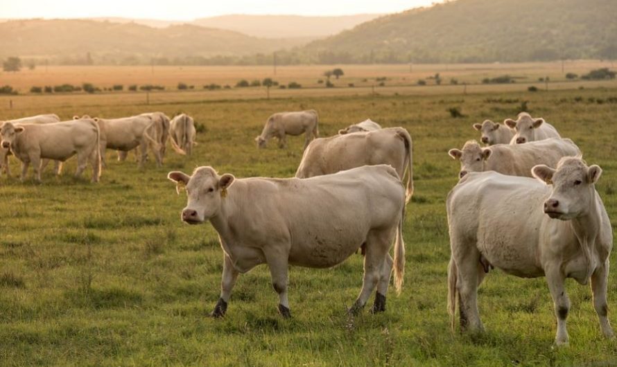 28 Significados de Sonhar com Vacas
