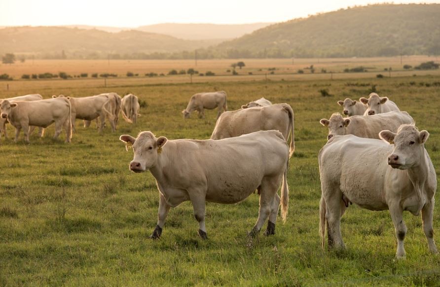28 Significados de Sonhar com Vacas