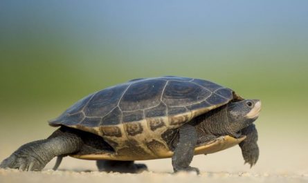 21 Significados de Sonhar com Tartarugas Marinhas