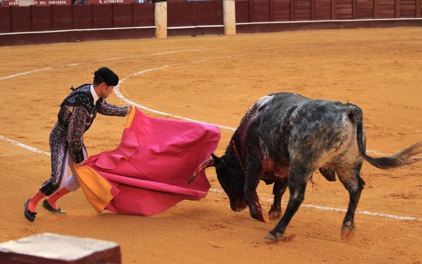 21 Significados de Sonhar com Touros