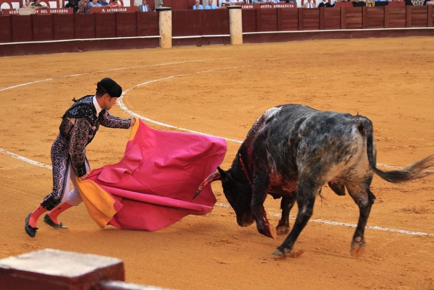 21 Significados de Sonhar com Touros