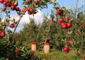 10 Significados de Sonhar com Árvores de Fruto