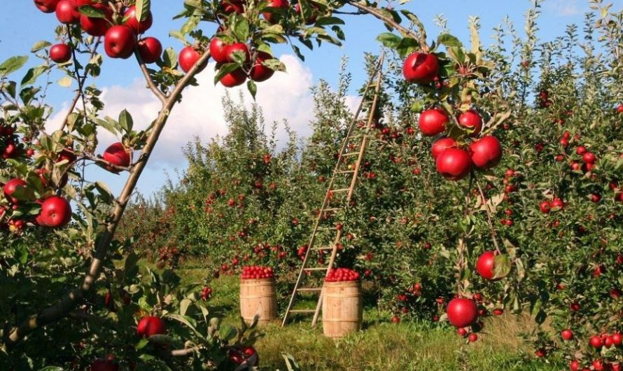 10 Significados de Sonhar com Árvores de Fruto