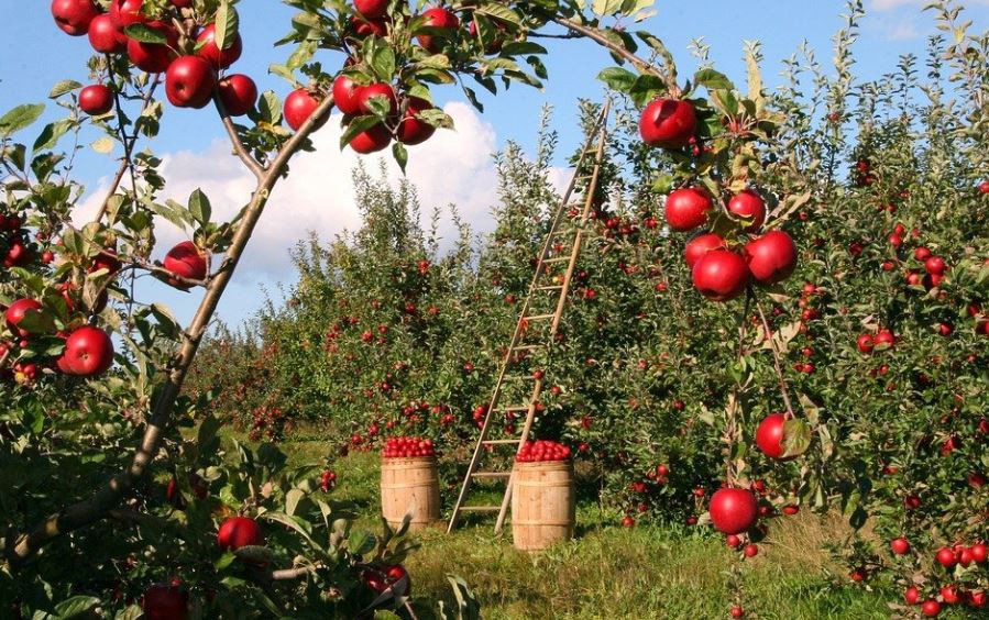 10 Significados de Sonhar com Árvores de Fruto