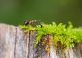 10 Significados de Sonhar com Formigas Vermelhas