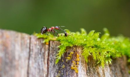 10 Significados de Sonhar com Formigas Vermelhas