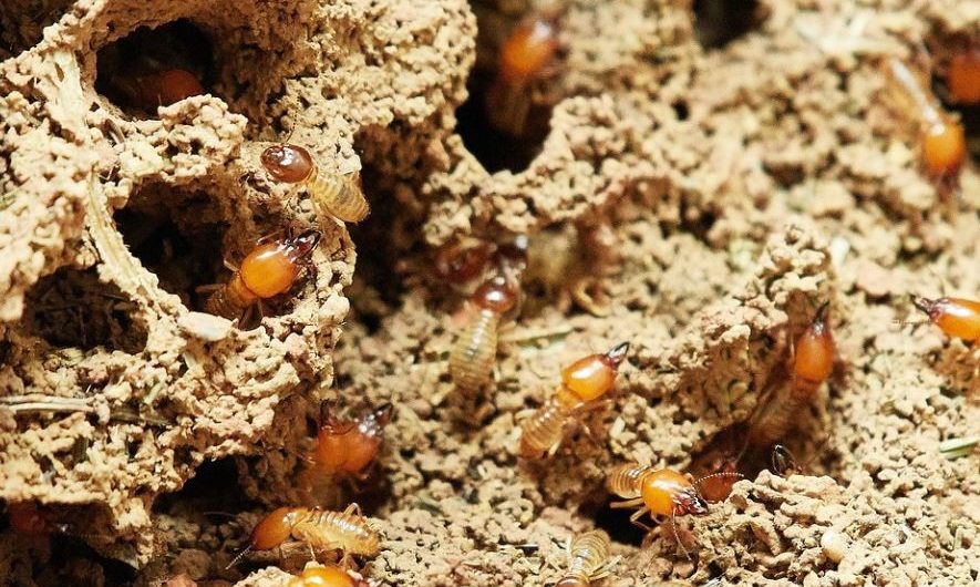 11 Significados de Sonhar com Térmitas