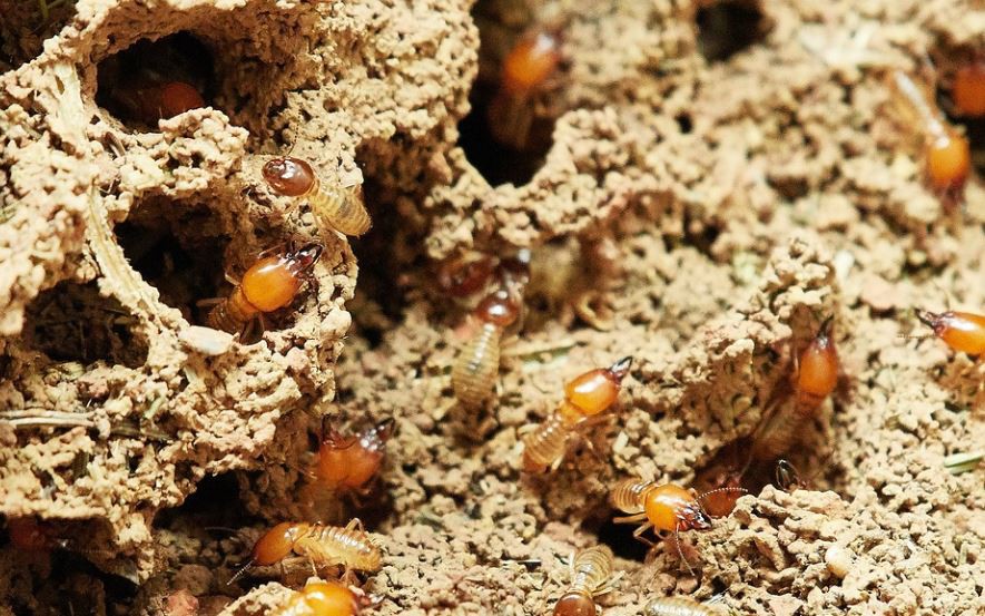 11 Significados de Sonhar com Térmitas