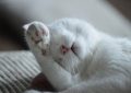 15 Significados de Sonhar com um Gato Doente