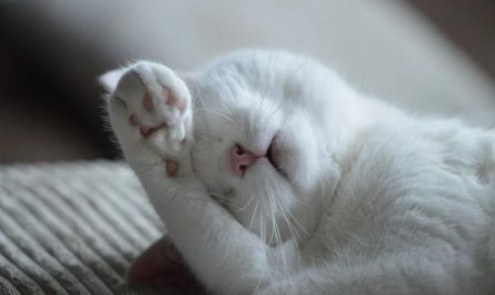 15 Significados de Sonhar com um Gato Doente