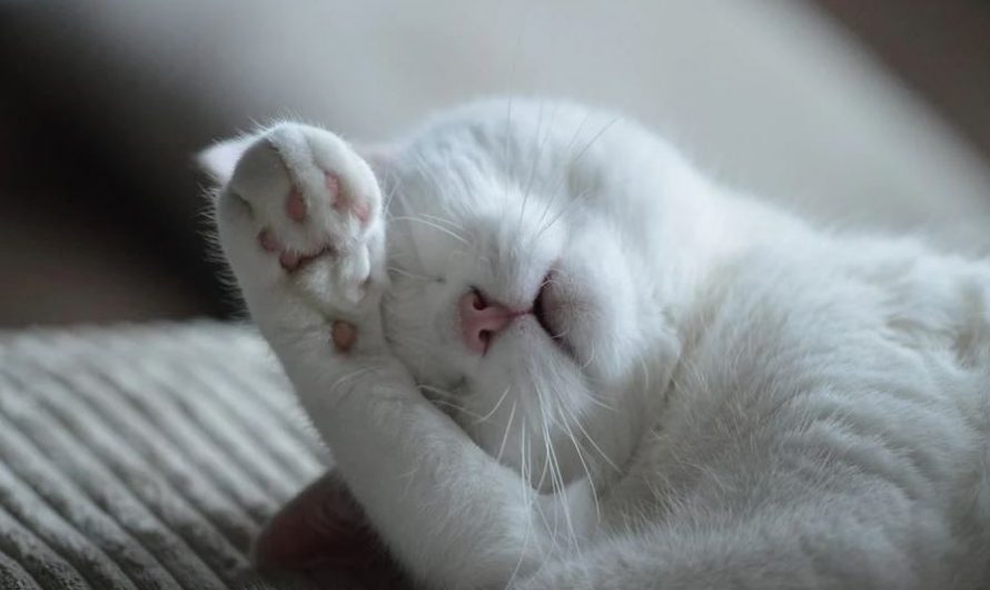 15 Significados de Sonhar com um Gato Doente