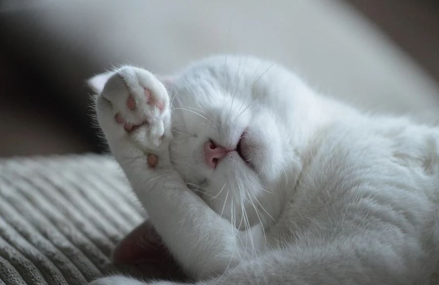 15 Significados de Sonhar com um Gato Doente