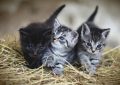17 Significados de Sonhar com Gatinhos