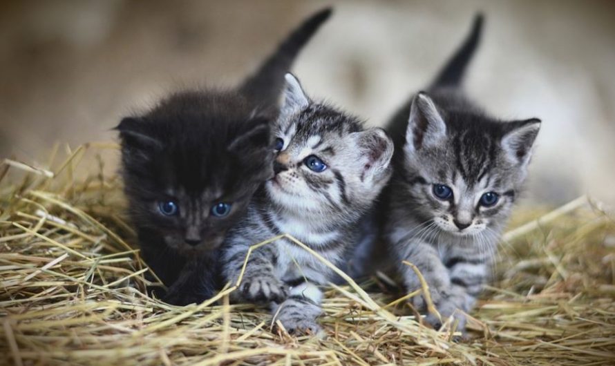 17 Significados de Sonhar com Gatinhos