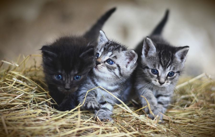 17 Significados de Sonhar com Gatinhos