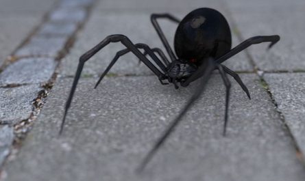 8 Significados de Sonhar com Aranhas Pretas