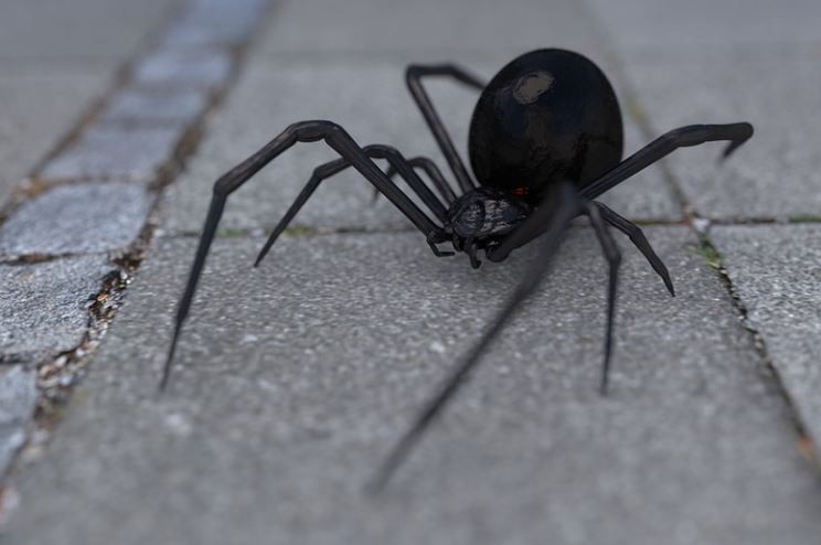 8 Significados de Sonhar com Aranhas Pretas