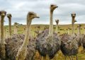 18 Significados de Sonhar com Avestruzes