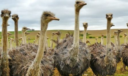 18 Significados de Sonhar com Avestruzes